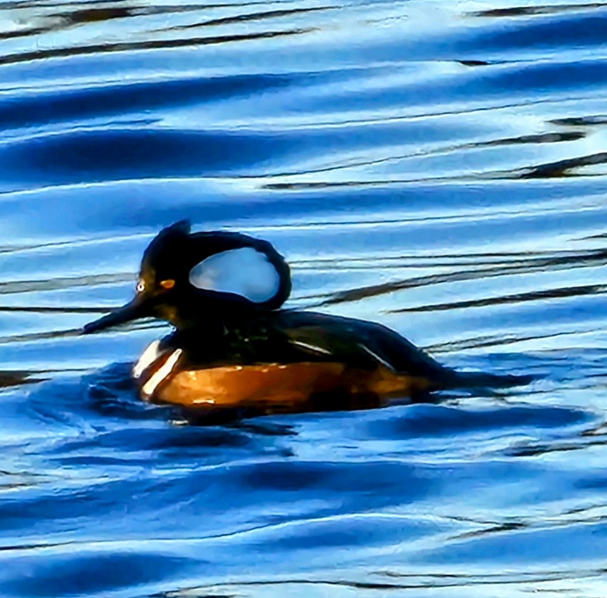 EBird Checklist 21 Dec 2023 Buttonwood Park New Bedford 18 Species