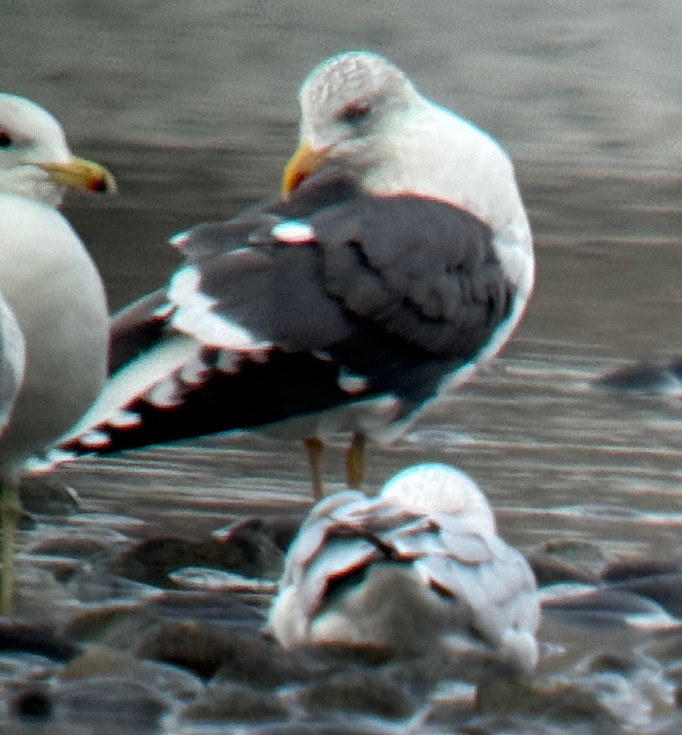 EBird Checklist 21 Dec 2023 Leslie Groves Park Nelson Island 18