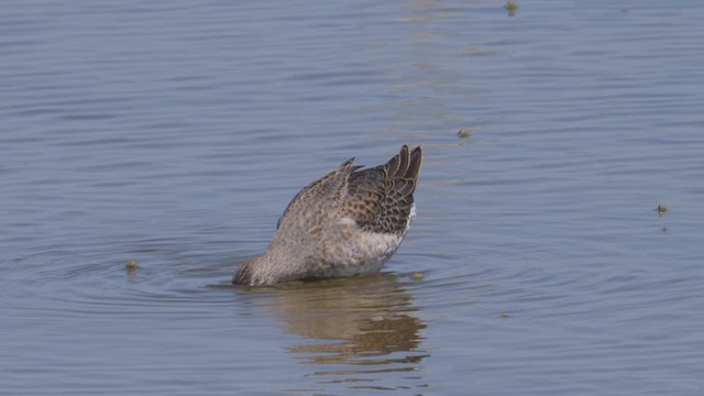 Long-billed Dowitcher - ML612495757