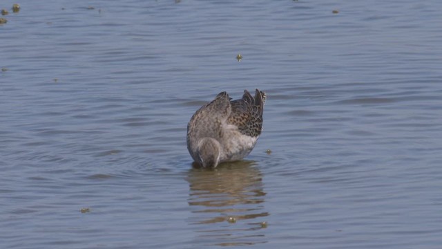 Long-billed Dowitcher - ML612495758