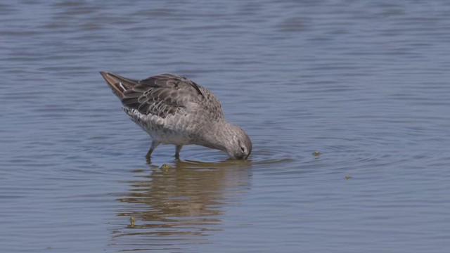 Long-billed Dowitcher - ML612495759