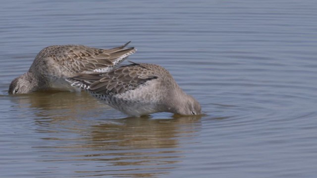 Long-billed Dowitcher - ML612495761