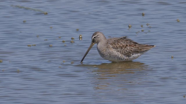 Long-billed Dowitcher - ML612495762