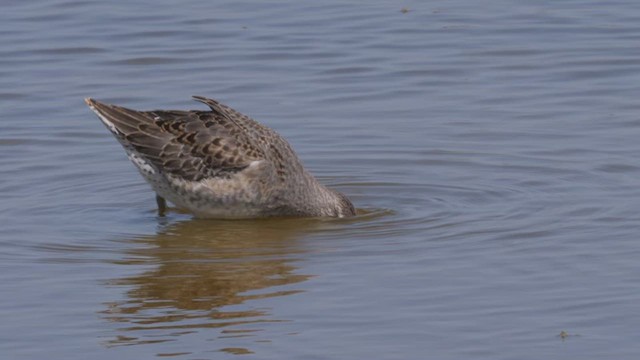 Long-billed Dowitcher - ML612495765