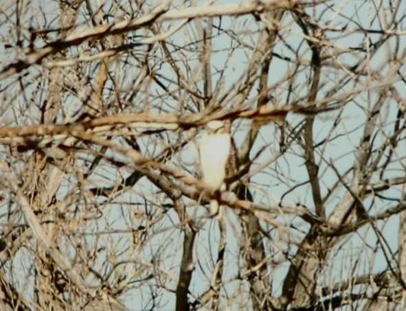 káně rudochvostá (ssp. kriderii) - ML612495877