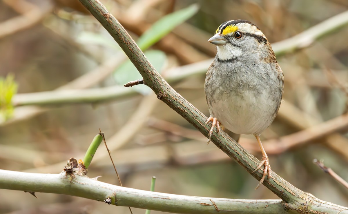 White-throated Sparrow - Connor Cochrane