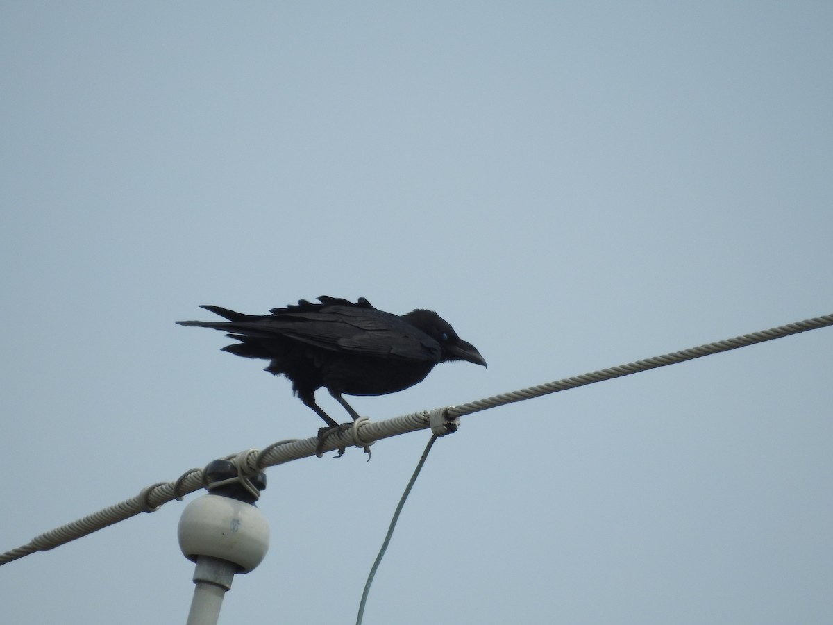Chihuahuan Raven - ML612496670