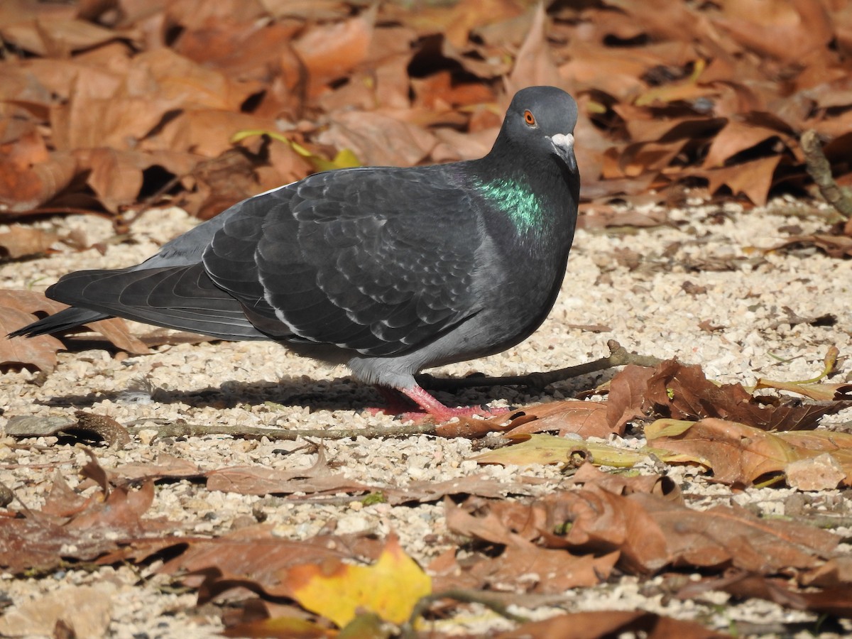 Rock Pigeon (Feral Pigeon) - ML612497127