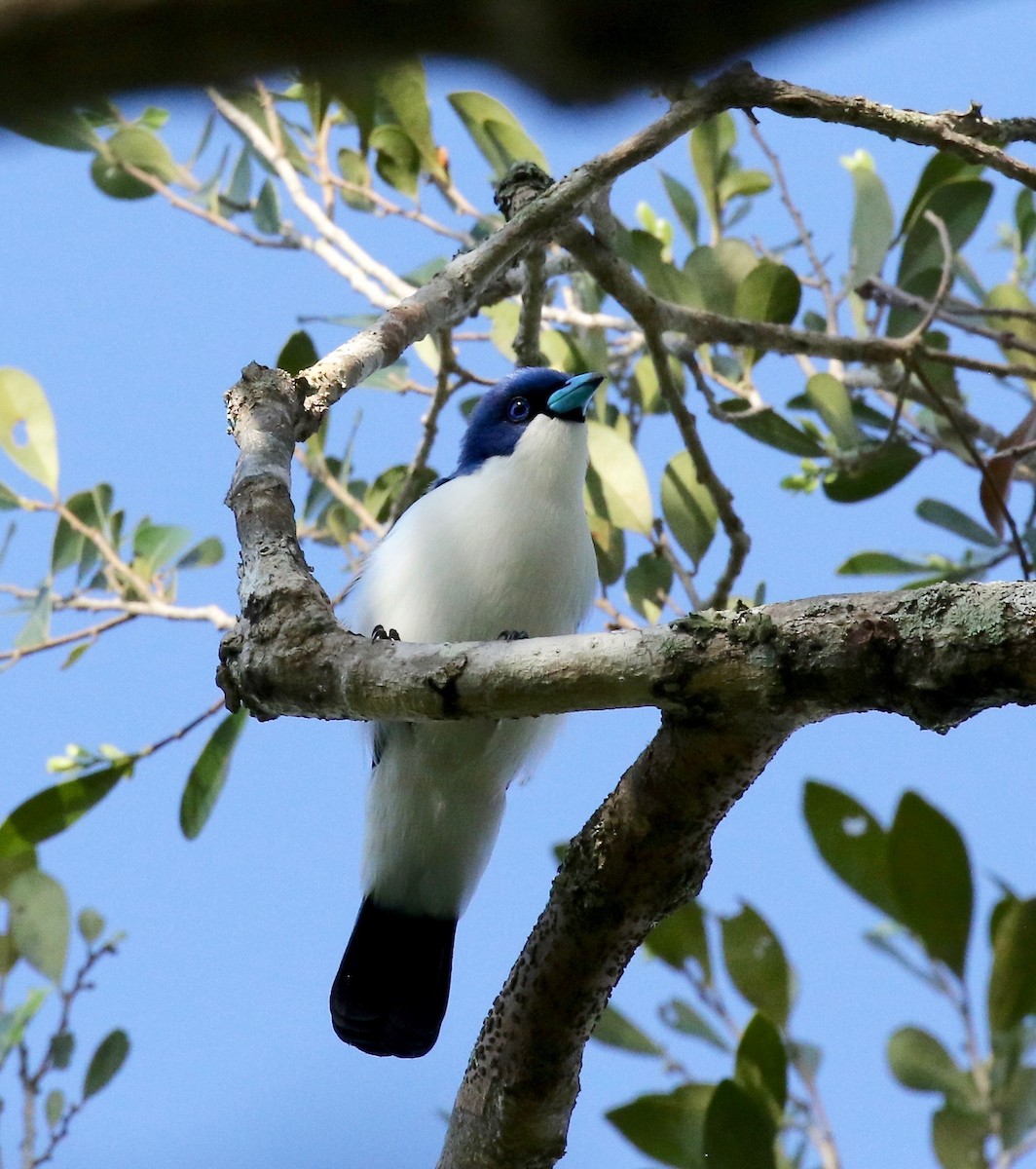 Madagascar Blue Vanga - Sandy Vorpahl