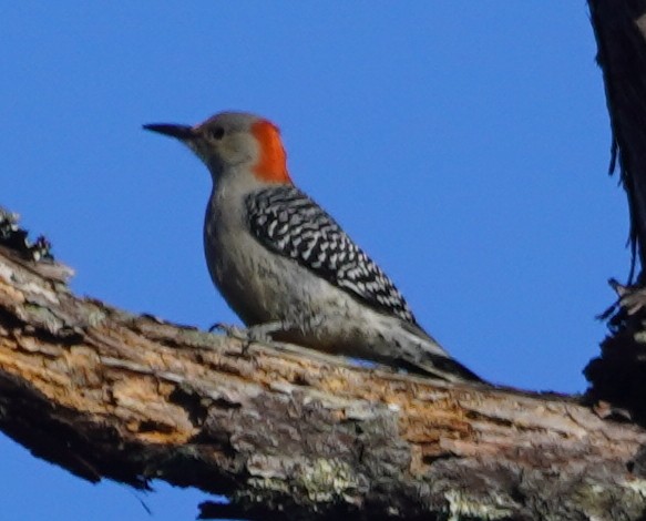 Red-bellied Woodpecker - John McCallister