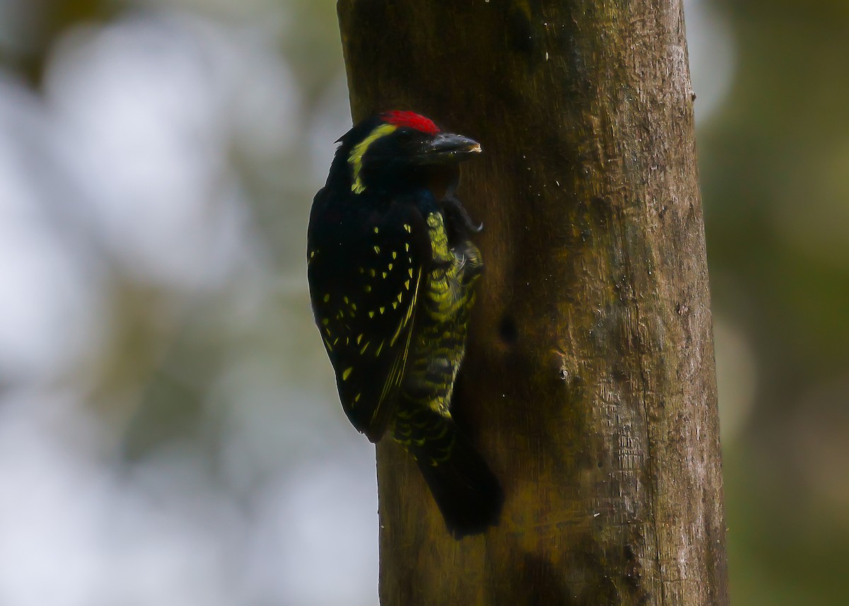 Yellow-spotted Barbet - ML612498337