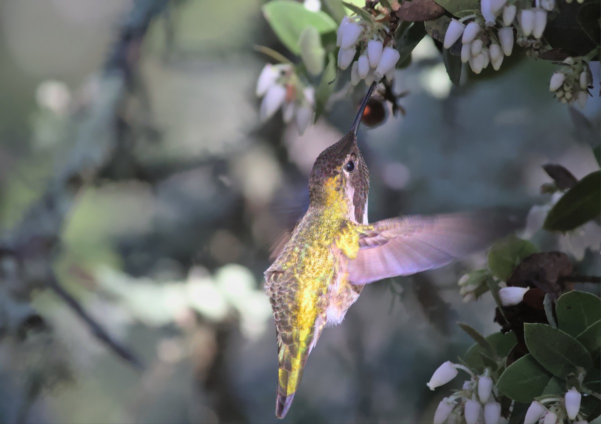 Anna's Hummingbird - ML612498614