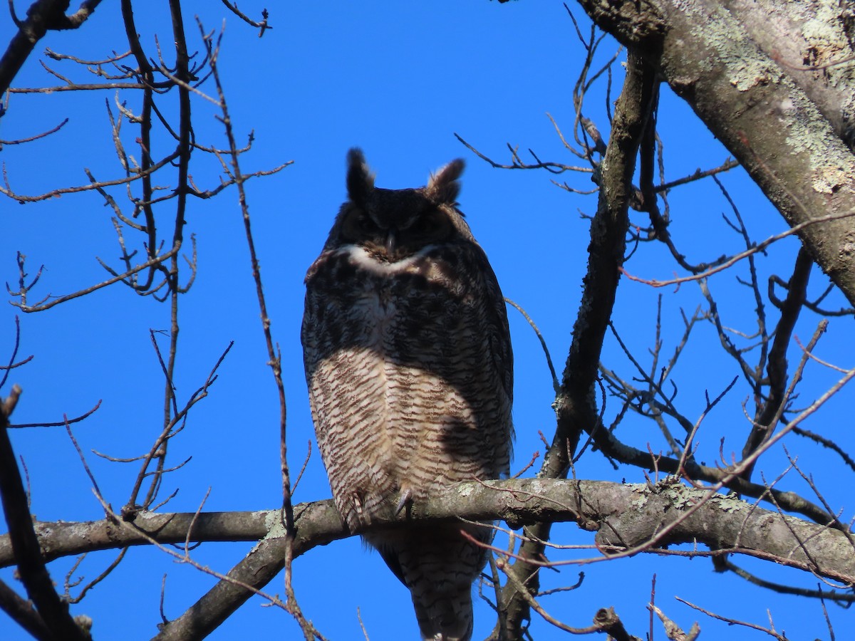Great Horned Owl - ML612498692