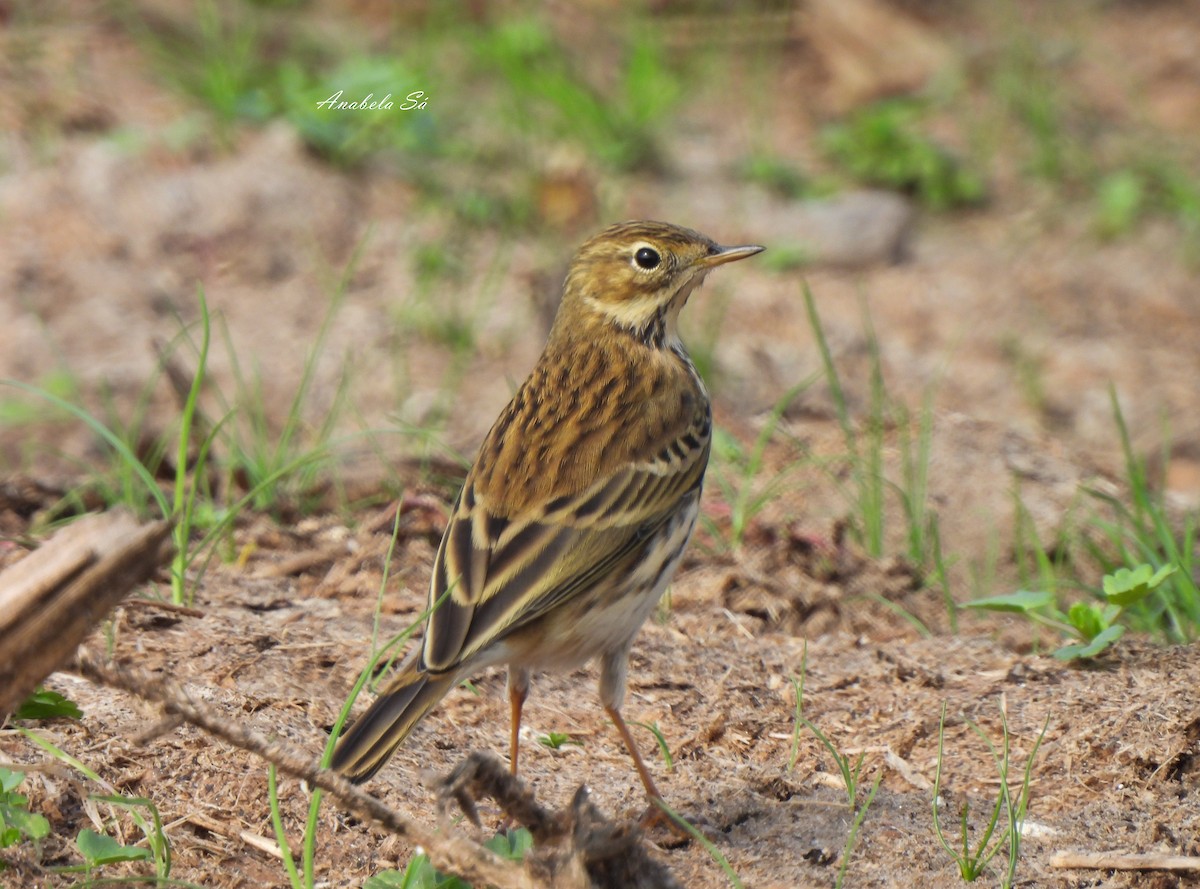 Meadow Pipit - ML612499021