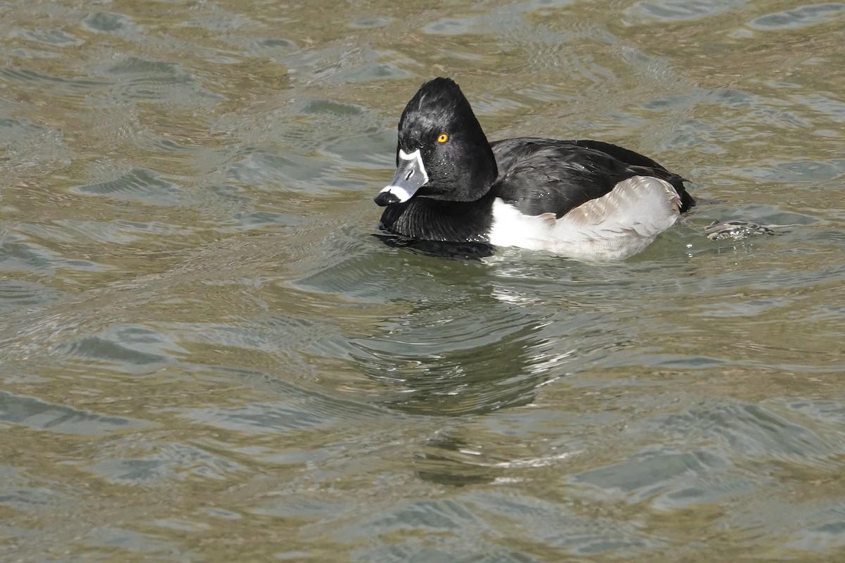Ring-necked Duck - Walt Anderson