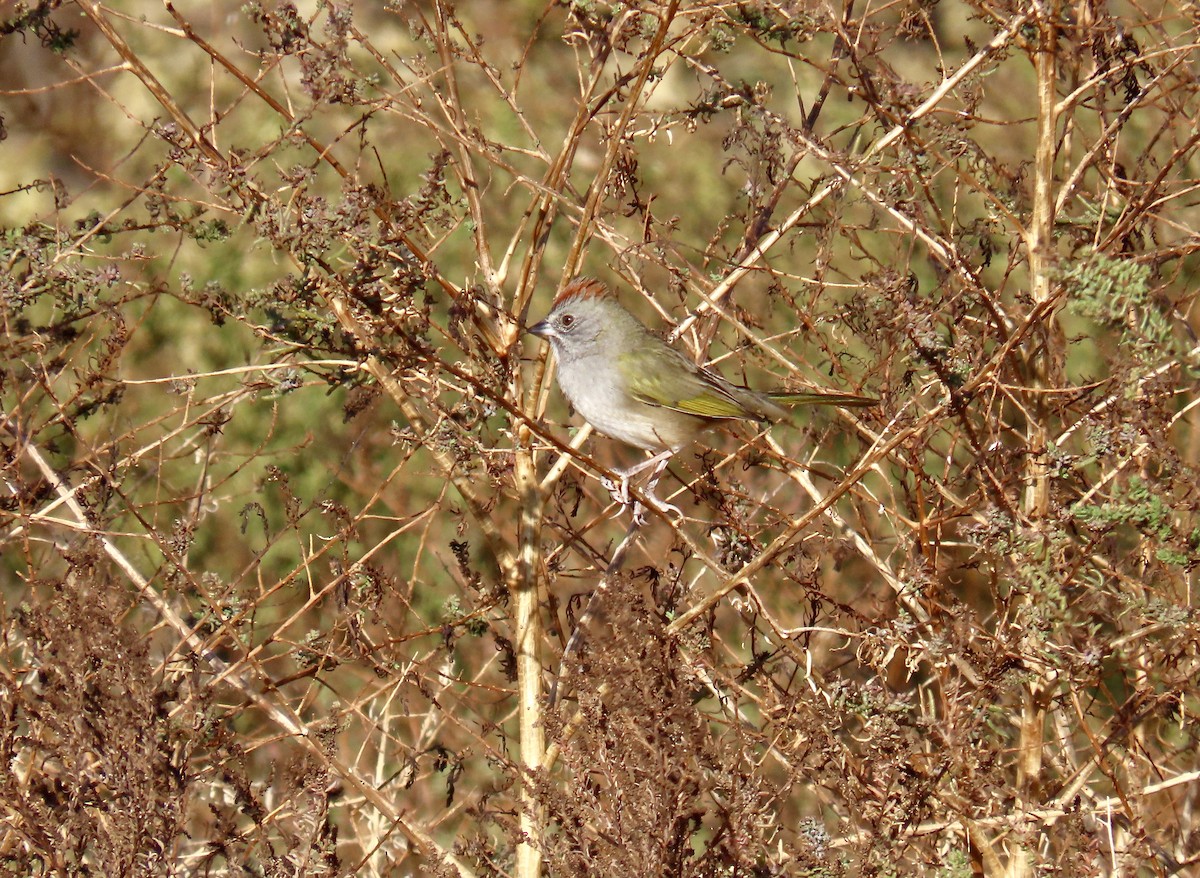 Green-tailed Towhee - Don Witter