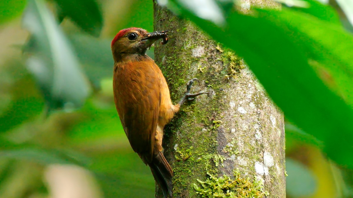 Smoky-brown Woodpecker - ML612500102