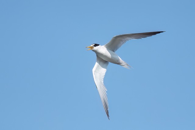 Least Tern