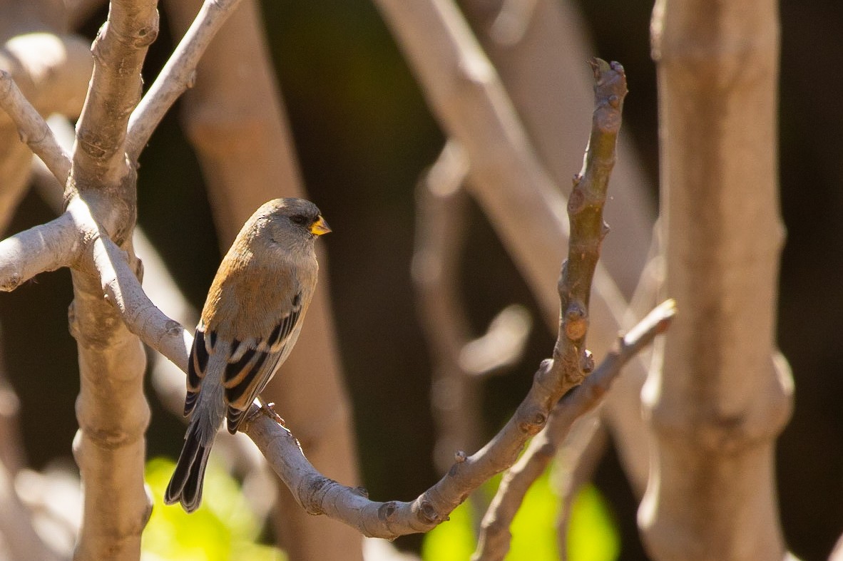 Band-tailed Seedeater - ML612501275