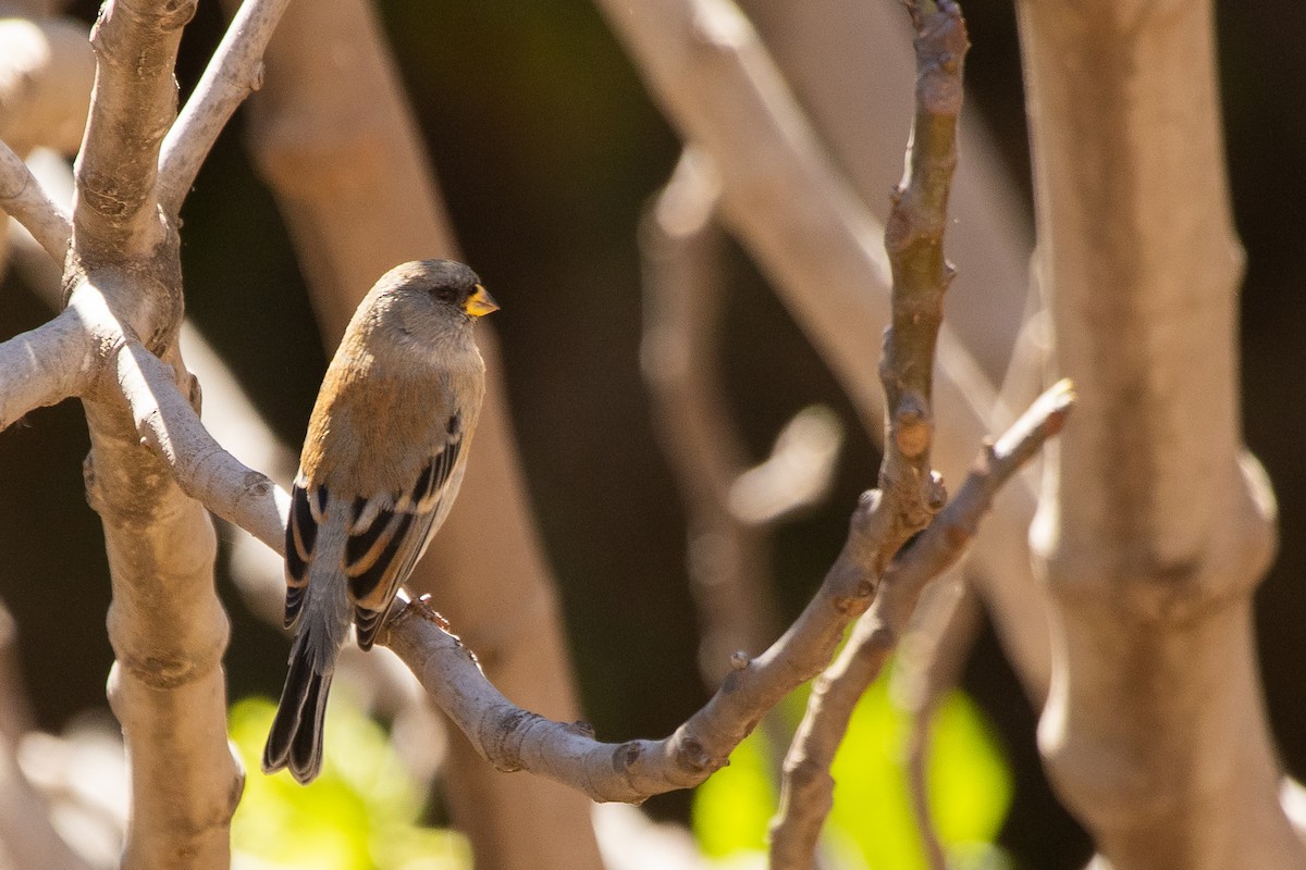 Band-tailed Seedeater - ML612501276