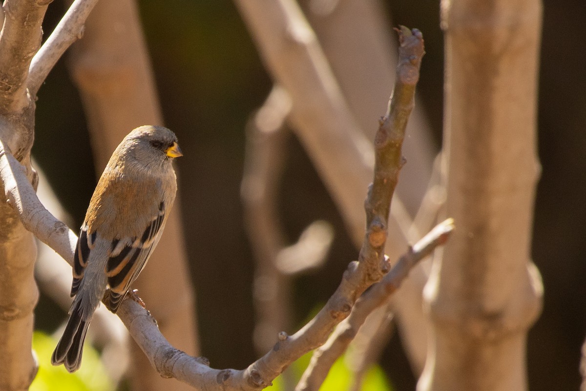 Band-tailed Seedeater - ML612501277