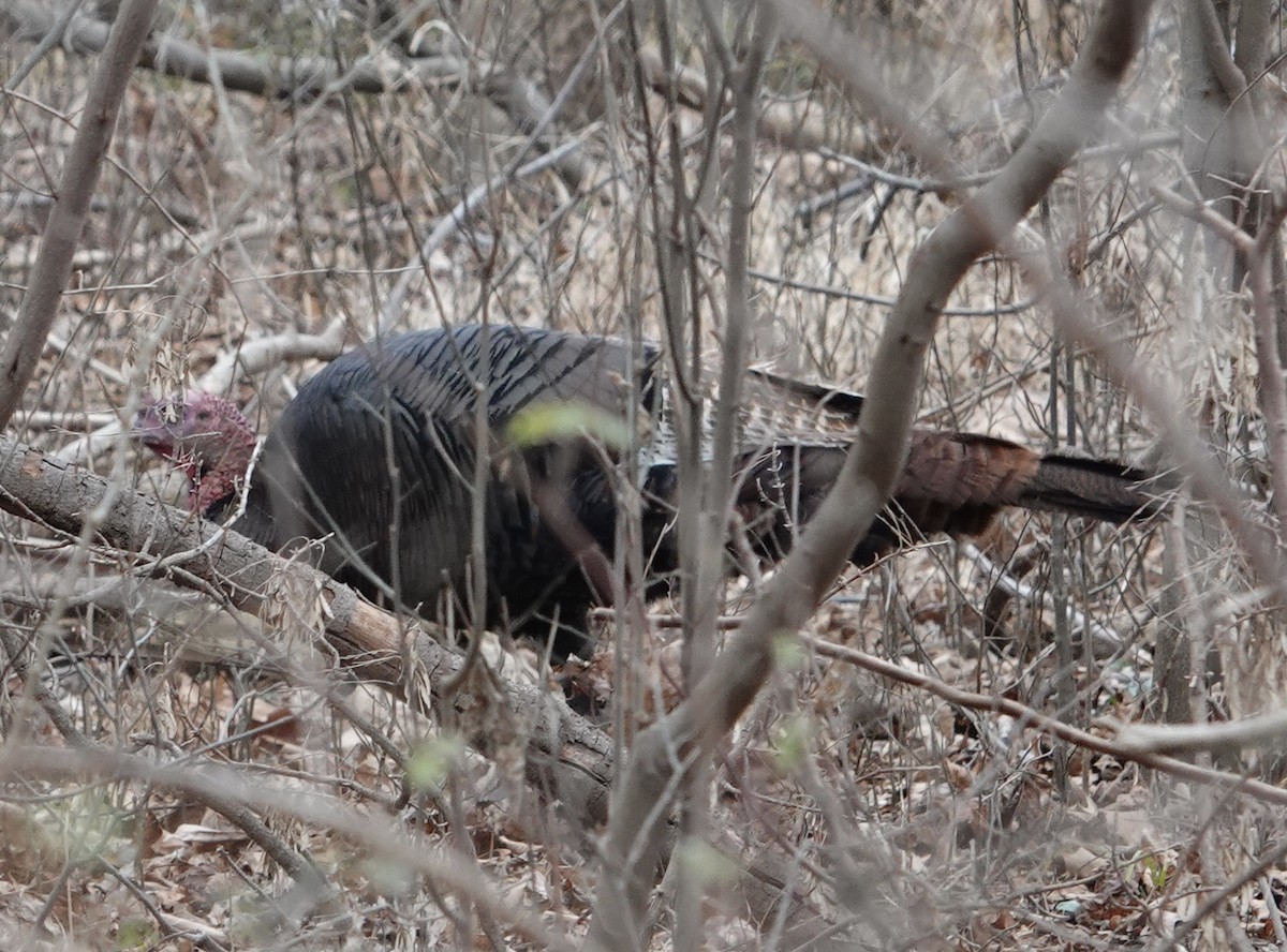 Ebird Theodore Roosevelt Island, Theodore Roosevelt Island | USA
Attractions - Lonely Planet