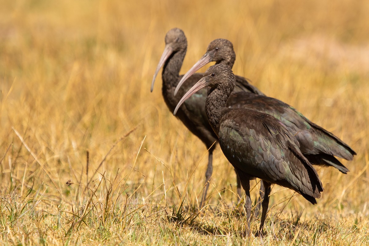 ibis andský - ML612501526