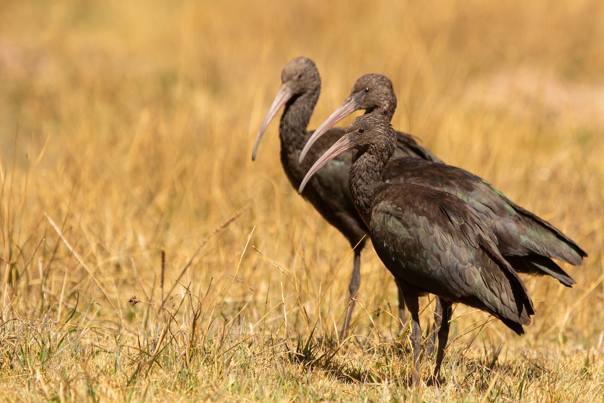 ibis andský - ML612501527