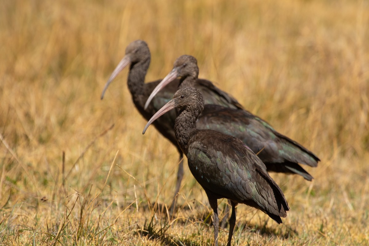 ibis andský - ML612501528