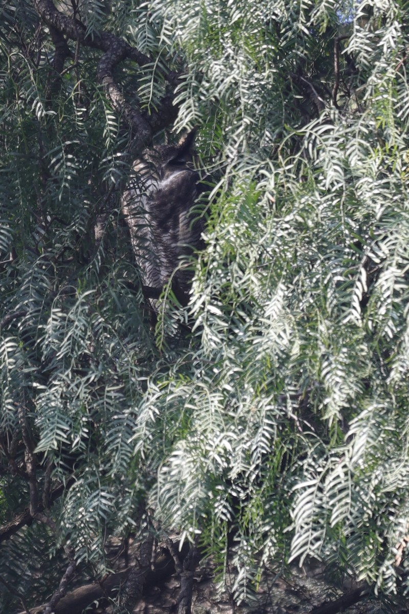 Great Horned Owl - ML612501561