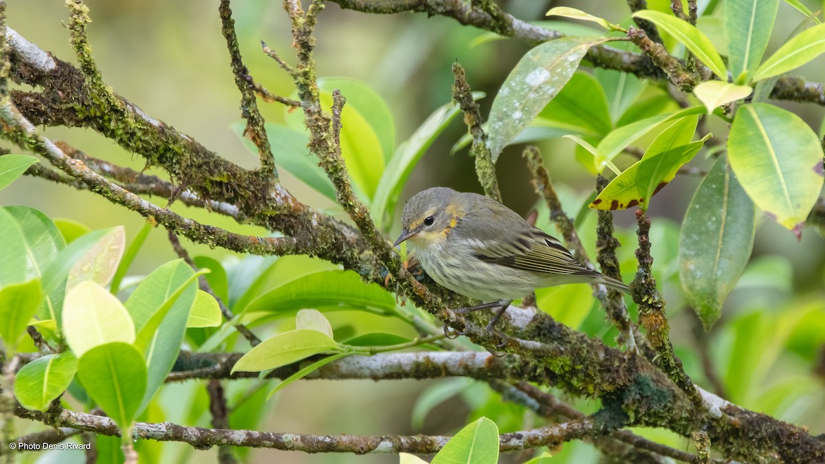 Cape May Warbler - ML612501614