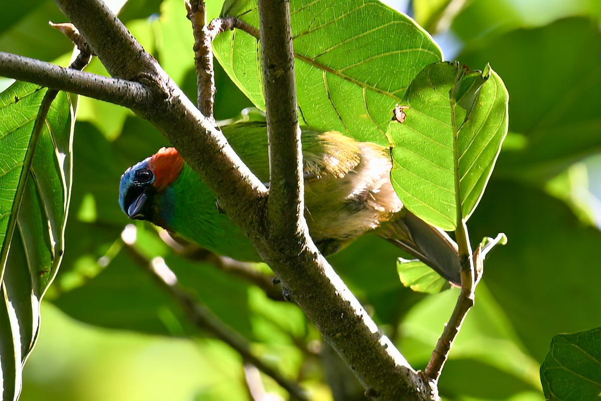 Red-necked Tanager - ML612501677