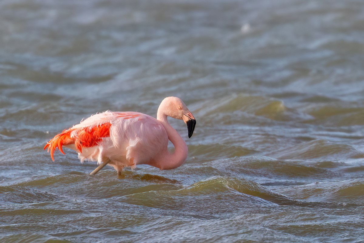 Chilean Flamingo - ML612501863