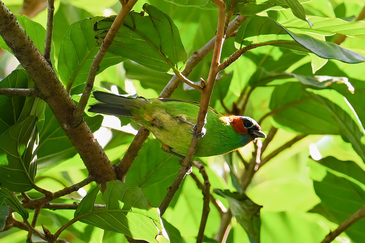 Red-necked Tanager - ML612501886