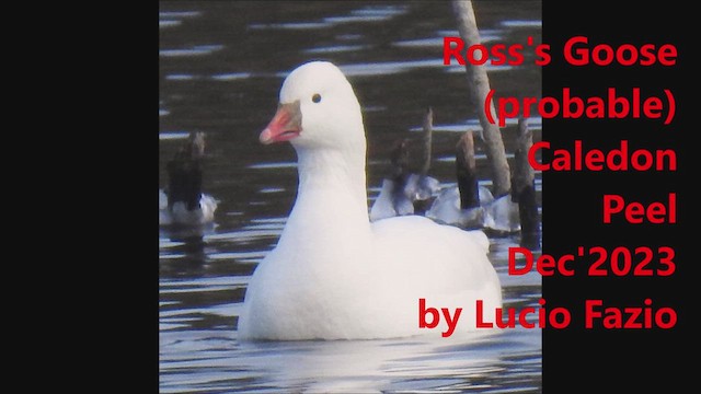Ross's Goose - ML612501981