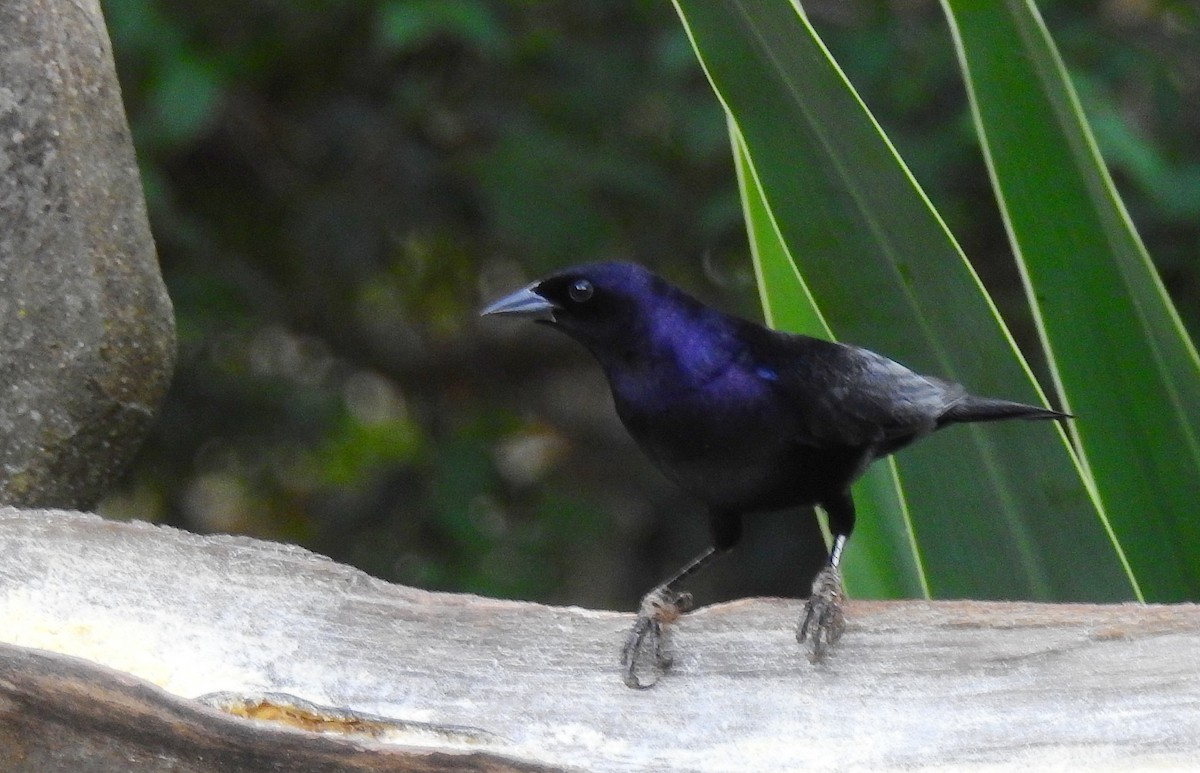 White-lined Tanager - ML612502181