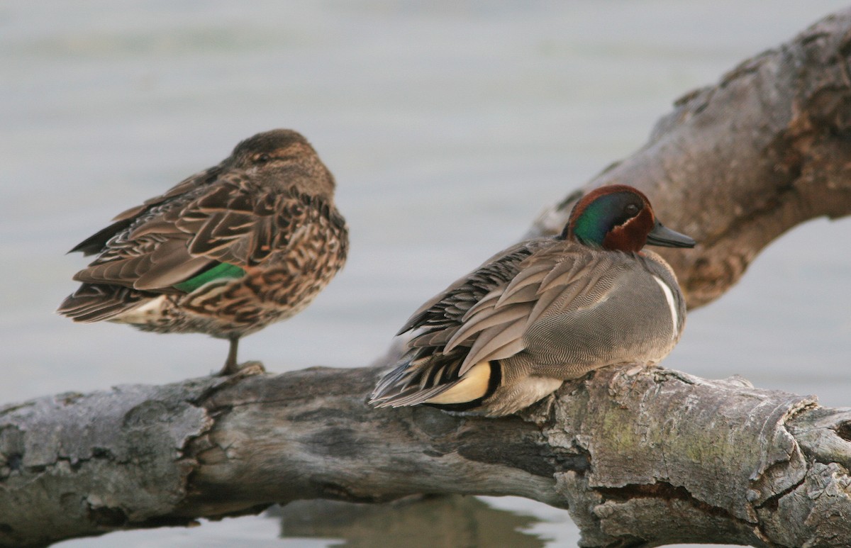 Green-winged Teal - ML61250241