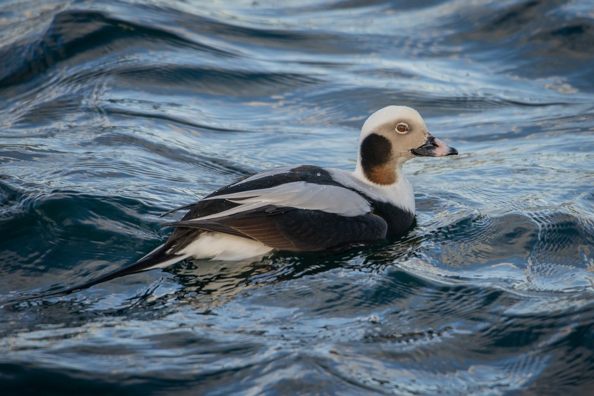 Long-tailed Duck - ML612502776