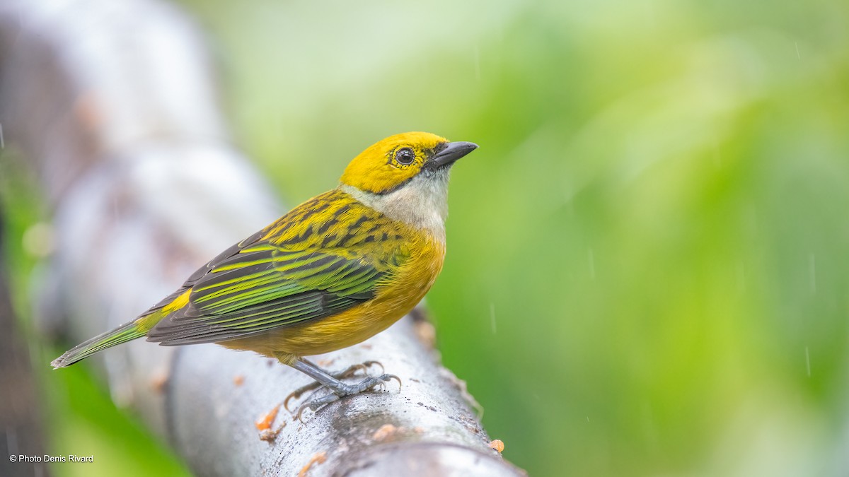 Silver-throated Tanager - ML612502835
