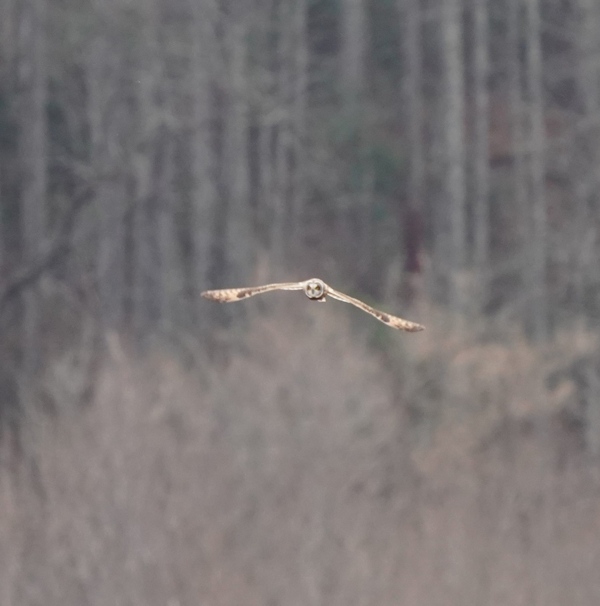 eBird Checklist 21 Dec 2023 Great Smoky Mountains NPCades Cove