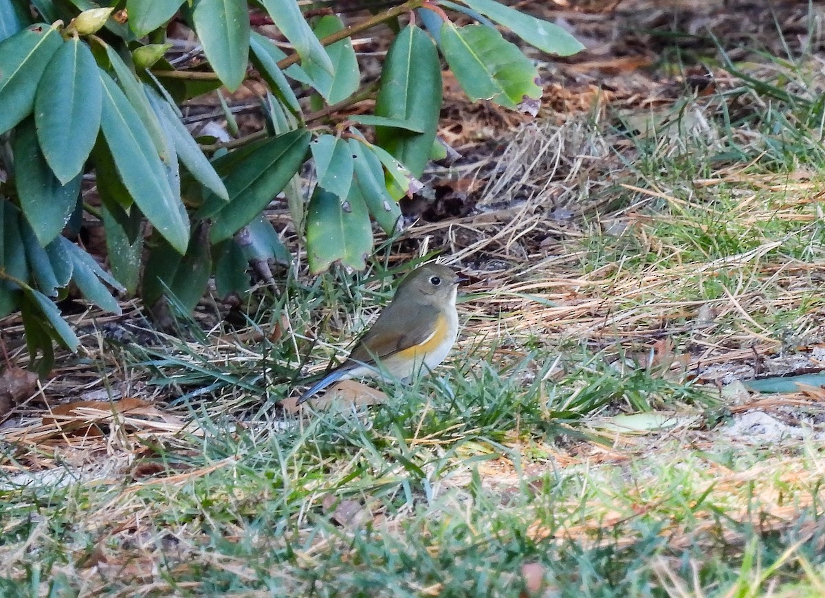 Red-flanked Bluetail - ML612503081