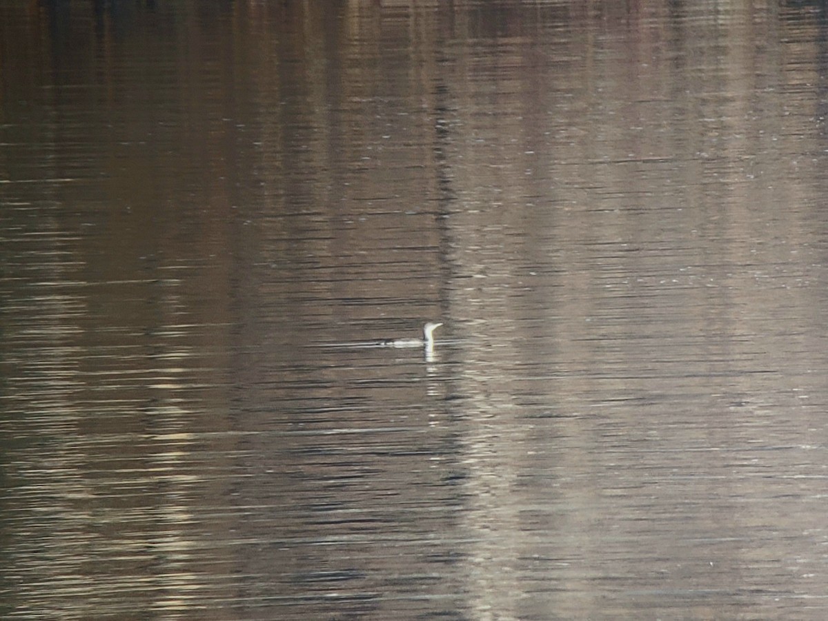 Red-throated Loon - ML612503350