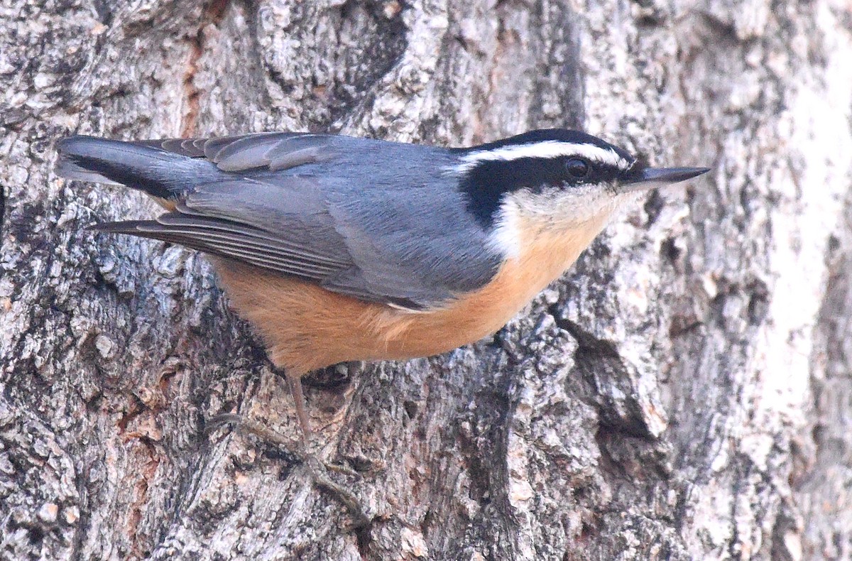 Red-breasted Nuthatch - ML612503365