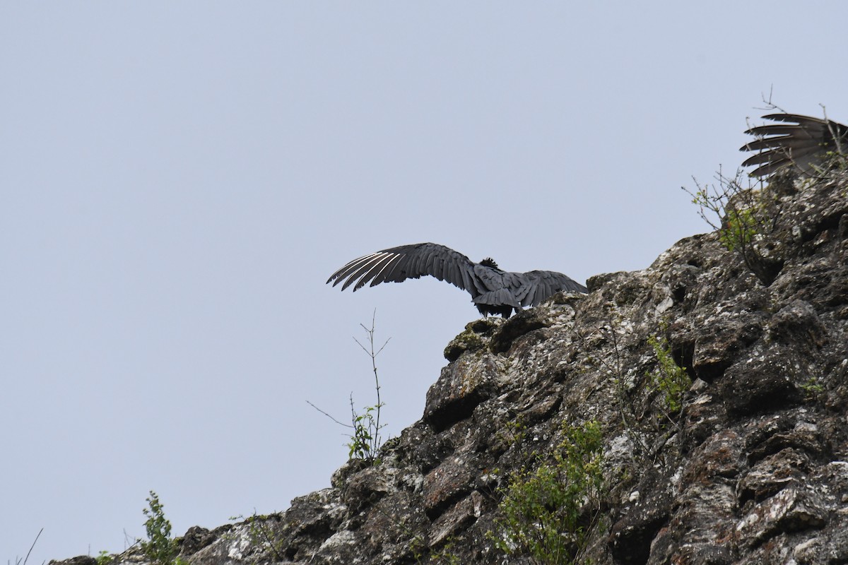Turkey Vulture - ML612503533