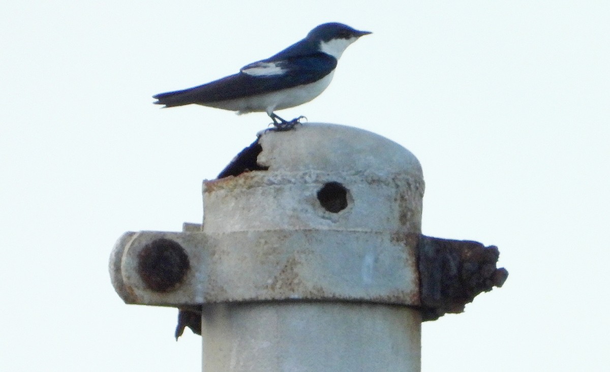 White-winged Swallow - ML612503608