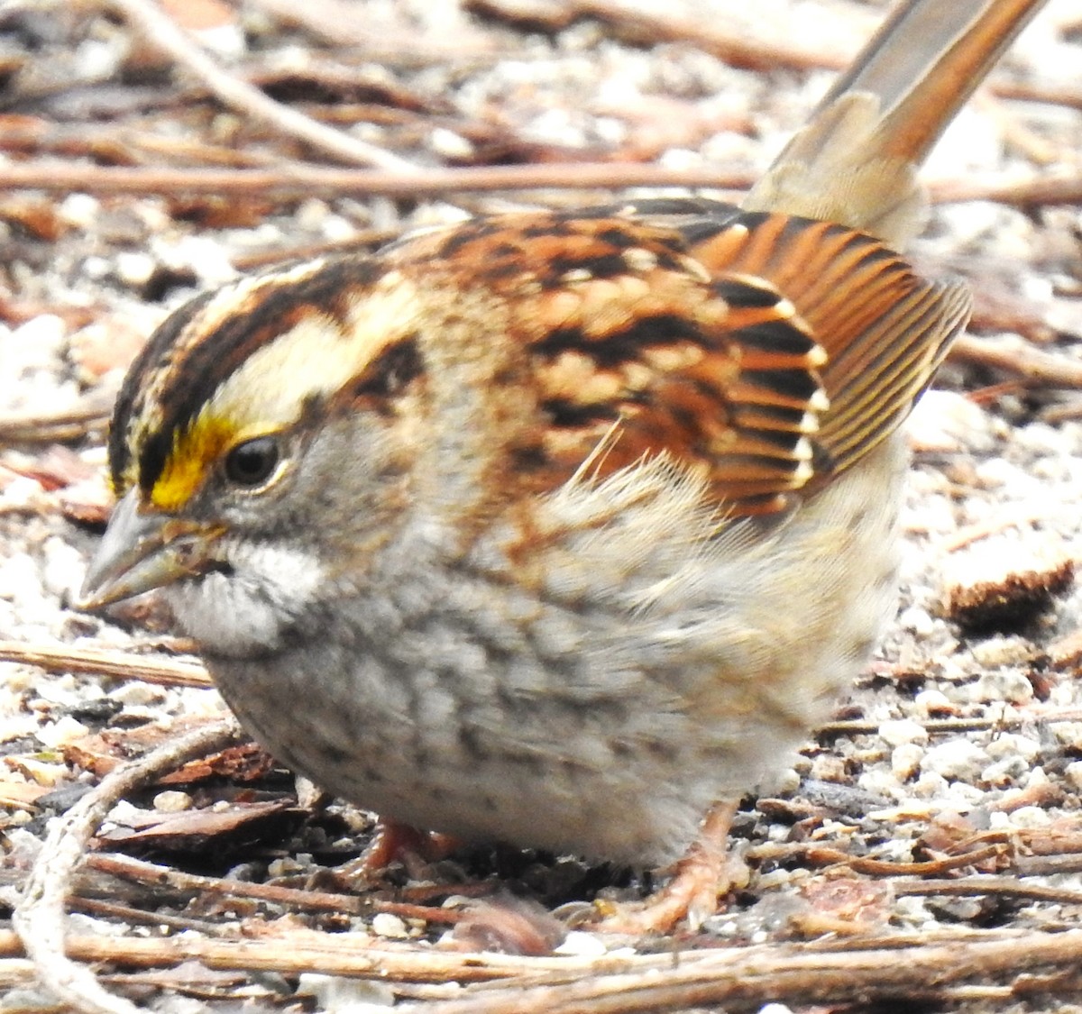 White-throated Sparrow - Lucio 'Luc' Fazio