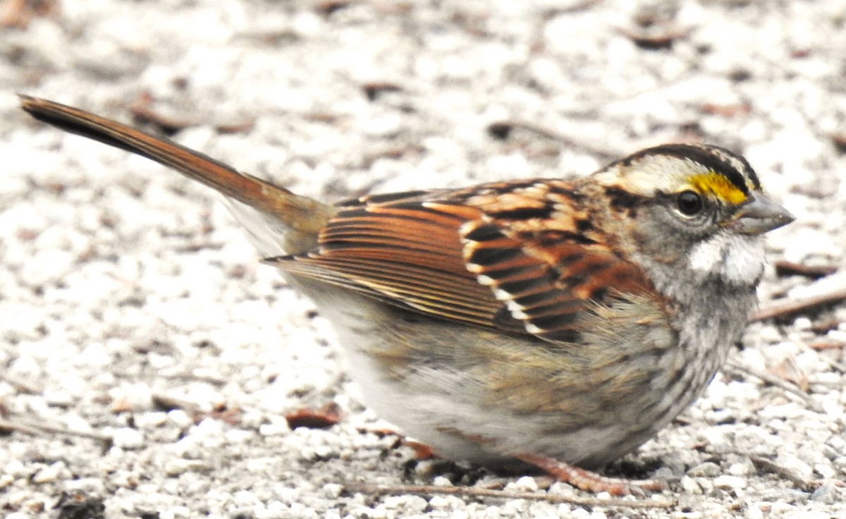 White-throated Sparrow - ML612503637