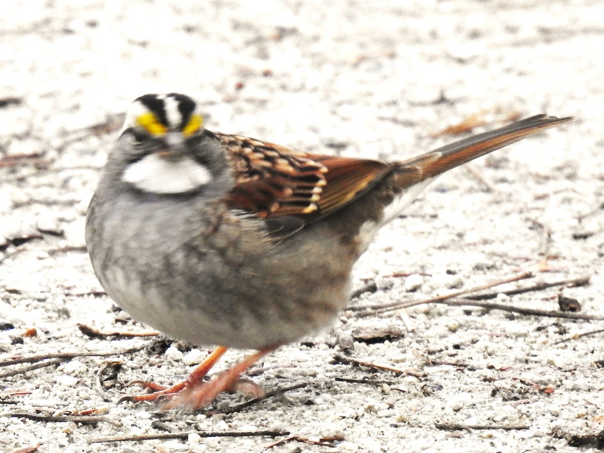 White-throated Sparrow - ML612503638