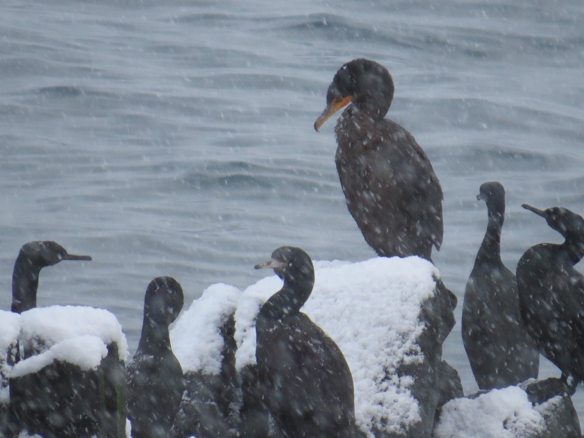 Red-faced Cormorant - ML612504000
