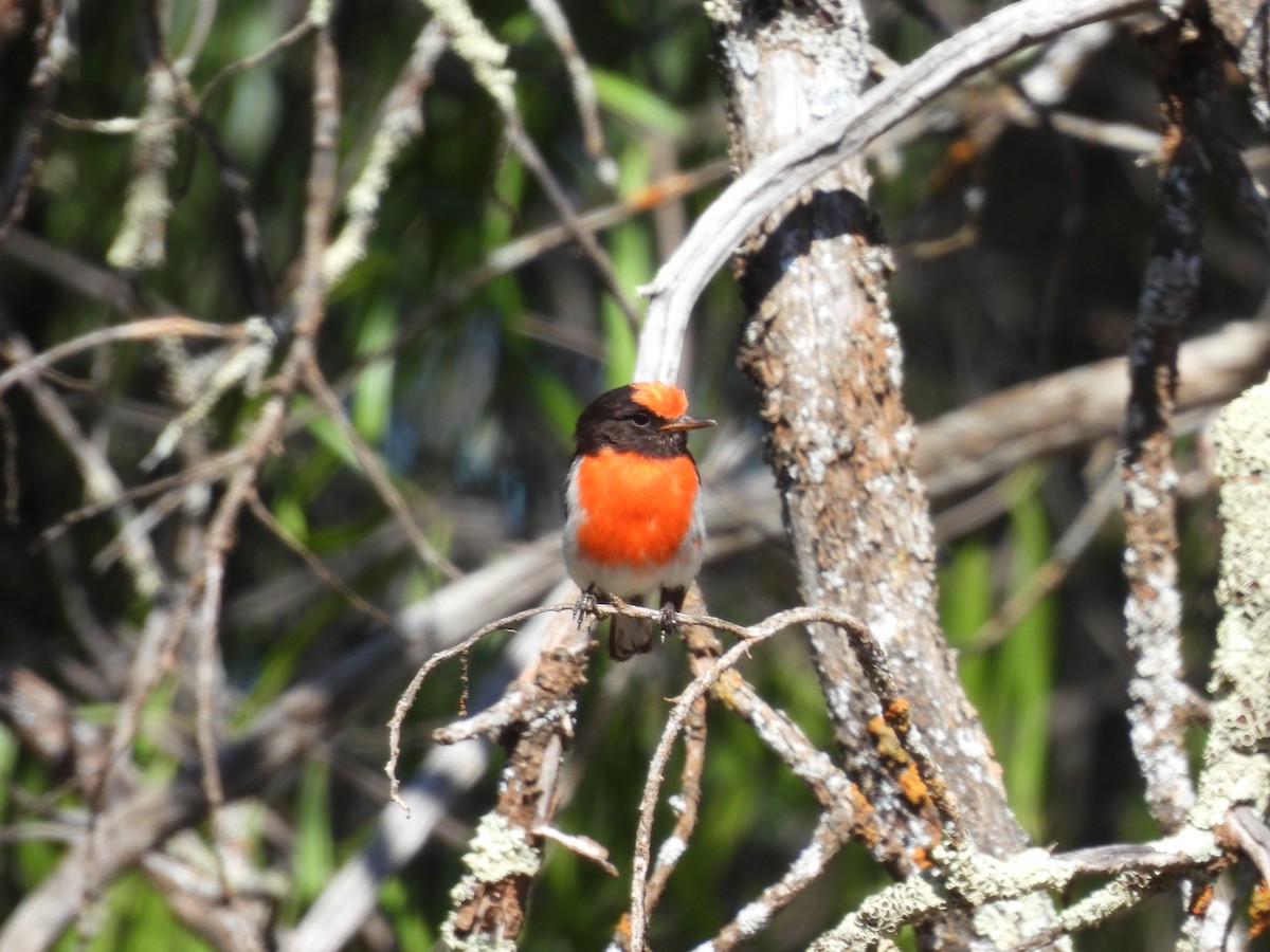 Red-capped Robin - ML612504029